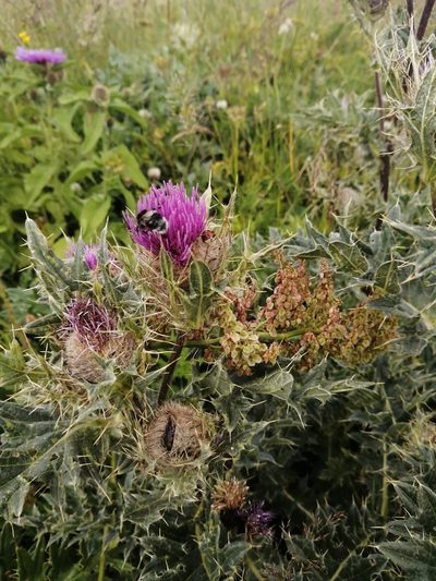 Cirsium pugnax, photographed by Nevlyutov Marat