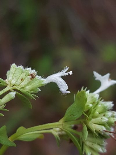 Pycnanthemum nudum, photographed by Alex Abair