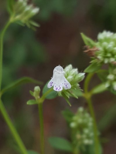 Pycnanthemum nudum, photographed by Alex Abair
