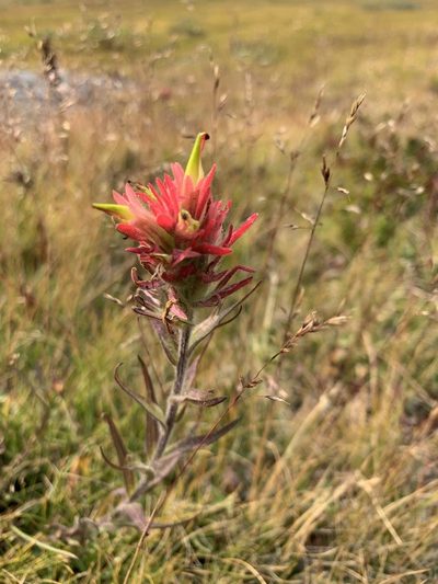 Castilleja peirsonii, photographed by Leah Gardner