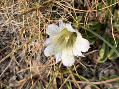 Gentiana newberryi, photographed by Leah Gardner