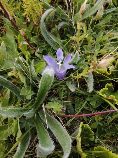 Campanula tridentata, photographed by Nevlyutov Marat