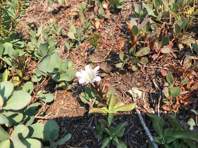 Gentiana newberryi, photographed by Casey Schreiner