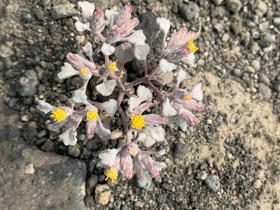 Psathyrotes annua, photographed by Leah Gardner