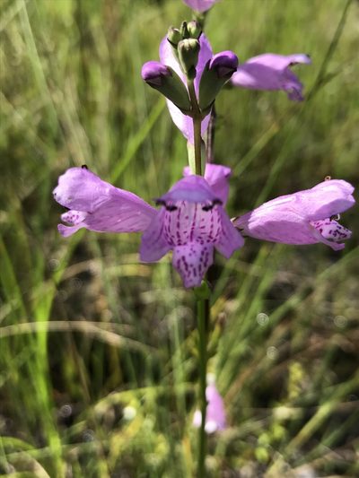 Physostegia purpurea, photographed by gcschmidt911