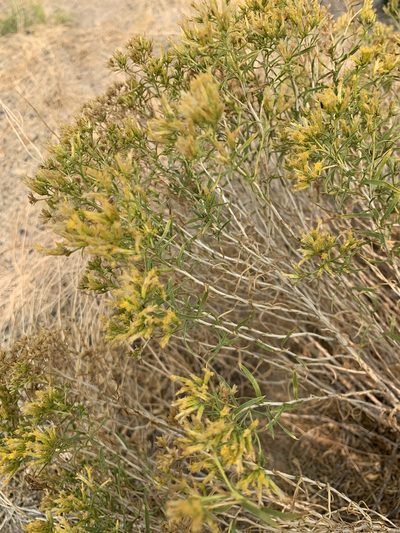 Ericameria parryi, photographed by Leah Gardner