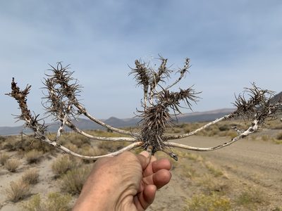 Oenothera deltoides, photographed by Leah Gardner