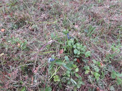Gentiana saponaria, photographed by Chris Hoess