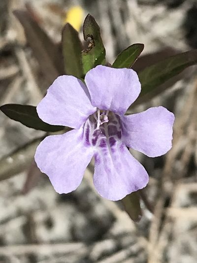Dyschoriste angusta, photographed by gcschmidt911