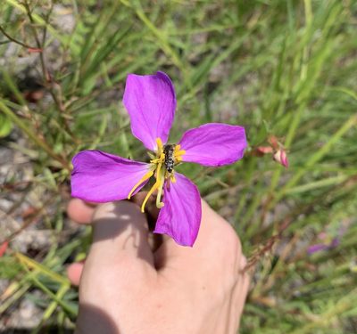 Rhexia cubensis, photographed by natalie
