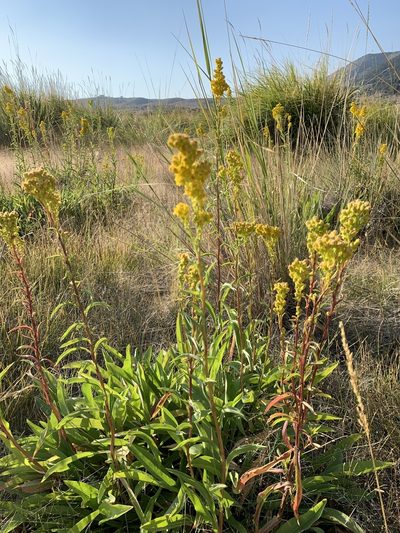 Solidago spectabilis, photographed by Leah Gardner