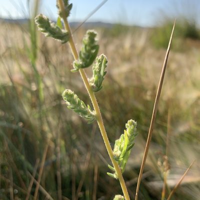 Bassia hyssopifolia, photographed by Leah Gardner