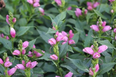 Chelone lyonii, photographed by Cherise Shamp