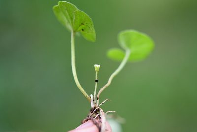 Dichondra sericea, photographed by Neptalí Ramírez Marcial