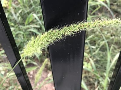 Setaria scheelei, photographed by Tyler Cannon