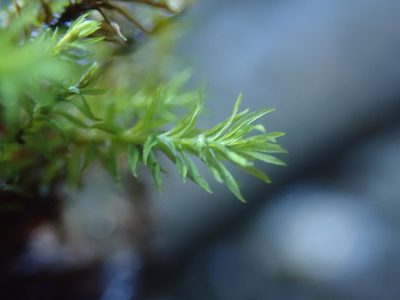 Oligotrichum aligerum, photographed by Randal