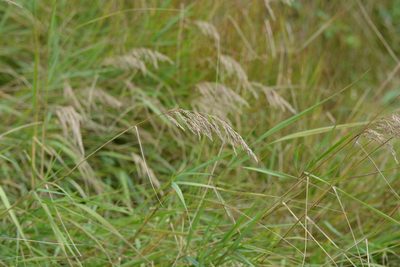 Calamagrostis canadensis, photographed by Bex Goreham
