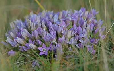 Gentianella anisodonta, photographed by Christoph Moning