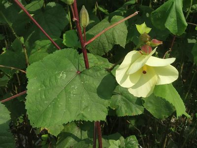 Abelmoschus manihot, photographed by S.MORE
