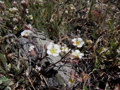 Potentilla sericoleuca, photographed by Leah Gardner