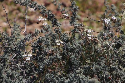 Pharnaceum aurantium, photographed by Tony Rebelo