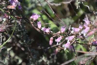 Cyphia digitata, photographed by Tony Rebelo