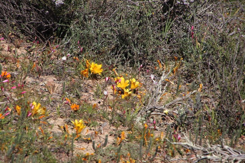 Romulea tortuosa, photographed by Tony Rebelo