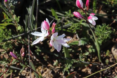 Hesperantha cucullata, photographed by Tony Rebelo