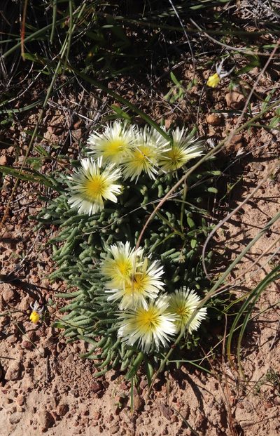 Mesembryanthemum tenuiflorum, photographed by Tony Rebelo