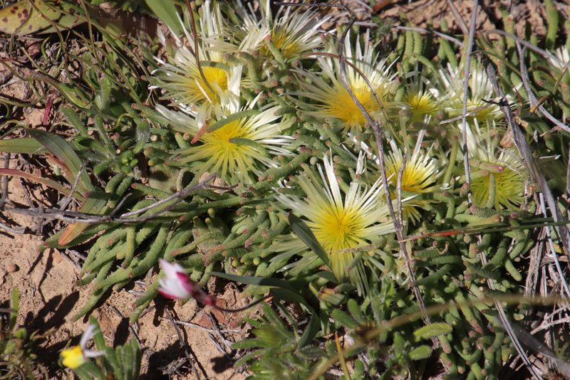 Mesembryanthemum tenuiflorum, photographed by Tony Rebelo