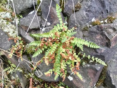 Woodsia alpina, photographed by Алексей Ябс