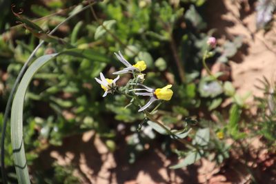 Nemesia cheiranthus, photographed by Tony Rebelo