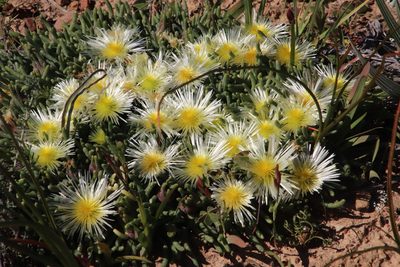 Mesembryanthemum tenuiflorum, photographed by Tony Rebelo
