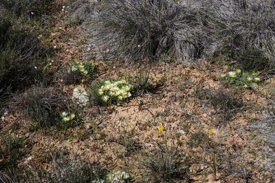 Mesembryanthemum tenuiflorum, photographed by Tony Rebelo