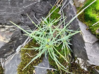 Dianthus acicularis, photographed by Алексей Ябс