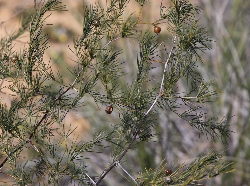 Asparagus exuvialis, photographed by Tony Rebelo