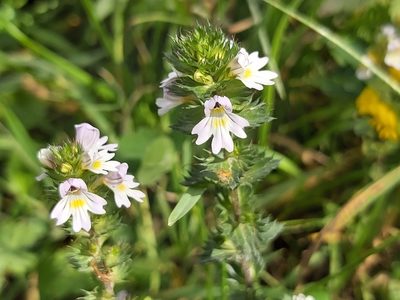 Euphrasia stricta, photographed by Tomas Pocius