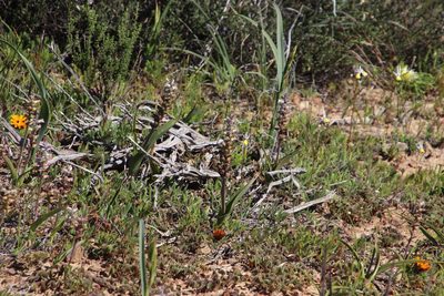 Lachenalia obscura, photographed by Tony Rebelo