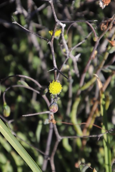 Crassothonna rechingeri, photographed by Tony Rebelo