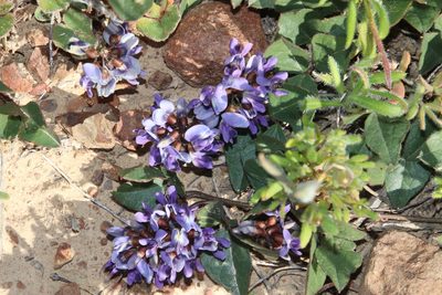 Dolichos decumbens, photographed by Tony Rebelo