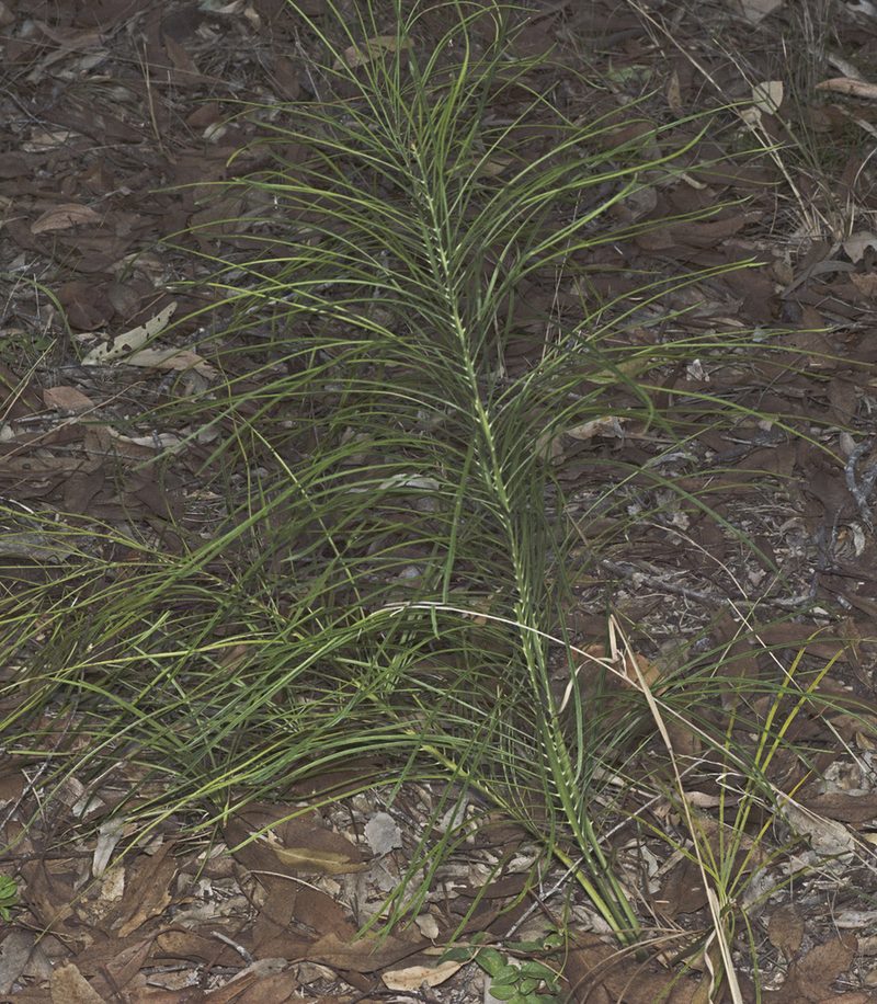 Macrozamia pauli-guilielmi, photographed by Tony Eales