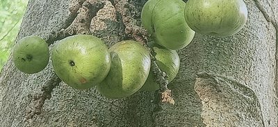 Ficus variegata, photographed by Ong Jyh Seng