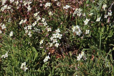 Heliophila collina, photographed by Tony Rebelo