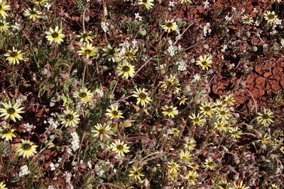 Arctotis sulcocarpa, photographed by Tony Rebelo