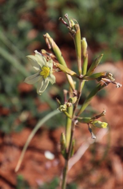 Moraea fragrans, photographed by Tony Rebelo