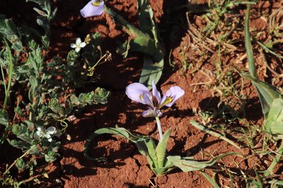 Moraea ciliata, photographed by Tony Rebelo