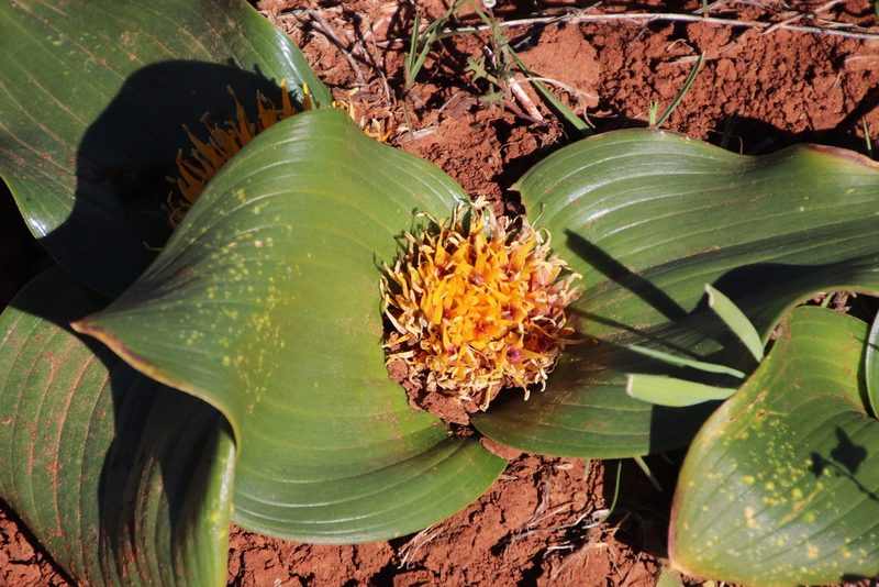 Daubenya capensis, photographed by Tony Rebelo