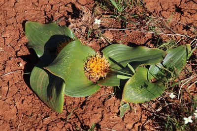 Daubenya capensis, photographed by Tony Rebelo