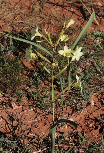 Moraea fragrans, photographed by Tony Rebelo