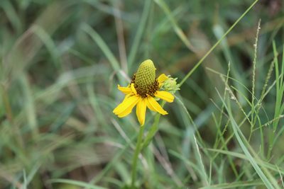 Rudbeckia texana, photographed by Rich Sommer